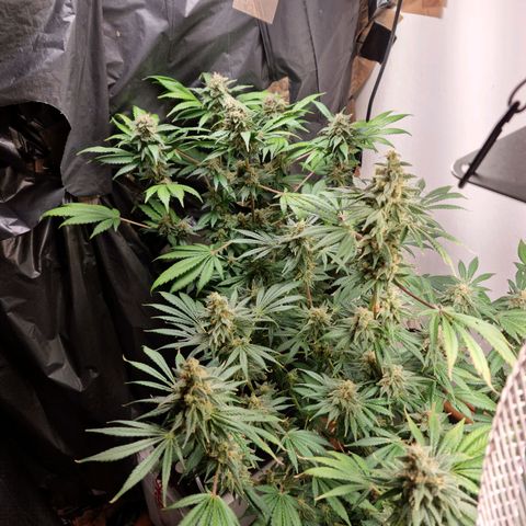  black  magic with unknown strains  growlog timeline photo
