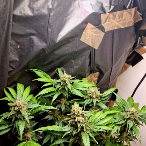  black  magic with unknown strains  growlog timeline photo