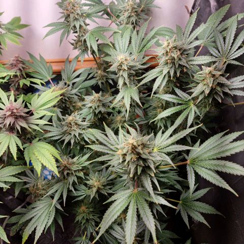  black  magic with unknown strains  growlog timeline photo