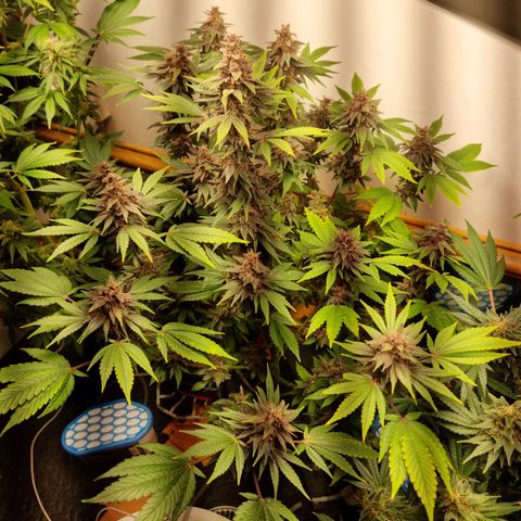  black  magic with unknown strains  growlog timeline photo