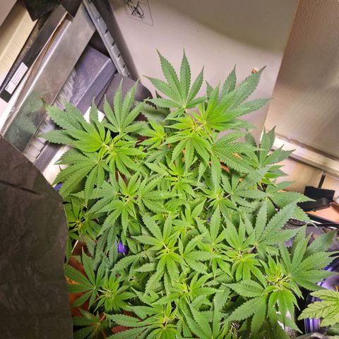 Biscotti  growlog timeline photo