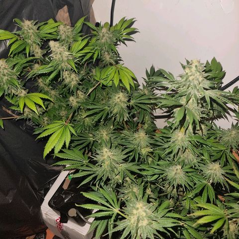  black  magic with unknown strains  growlog timeline photo