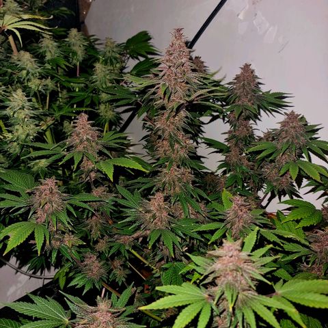  black  magic with unknown strains  growlog timeline photo