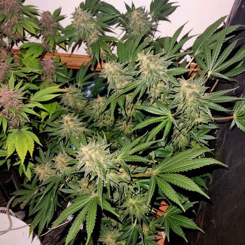  black  magic with unknown strains  growlog timeline photo