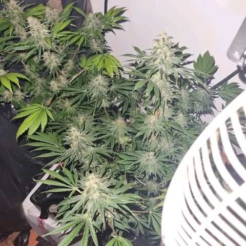  black  magic with unknown strains  growlog timeline photo