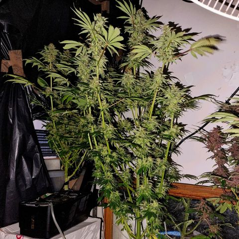  black  magic with unknown strains  growlog timeline photo