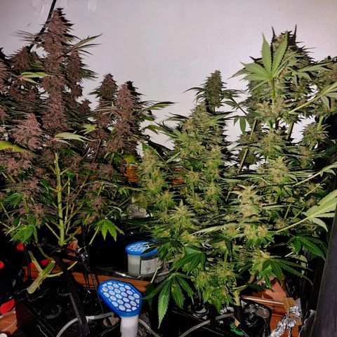  black  magic with unknown strains  growlog timeline photo