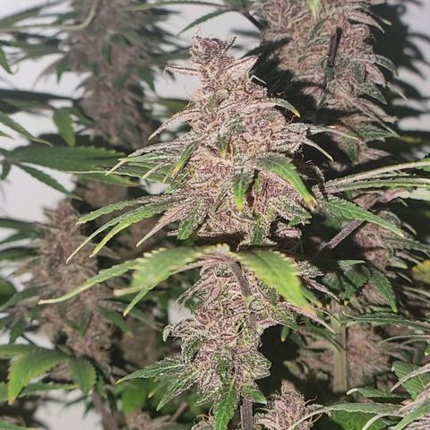  black  magic with unknown strains  growlog timeline photo