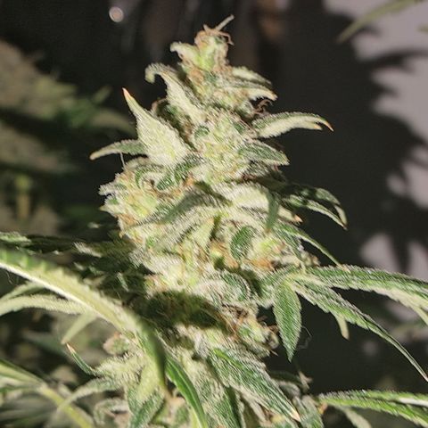  black  magic with unknown strains  growlog timeline photo