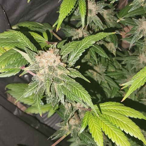  black  magic with unknown strains  growlog timeline photo