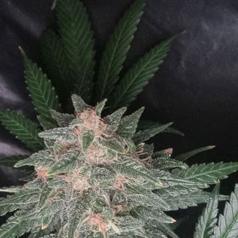  black  magic with unknown strains  growlog timeline photo