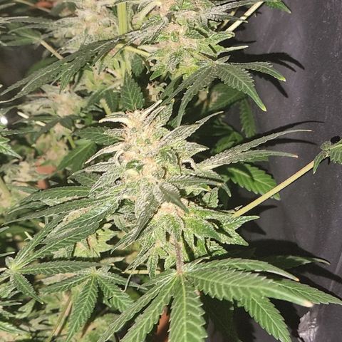 black  magic with unknown strains  growlog timeline photo