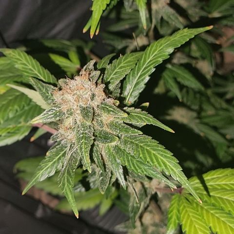  black  magic with unknown strains  growlog timeline photo