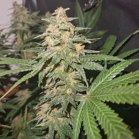  black  magic with unknown strains  growlog timeline photo