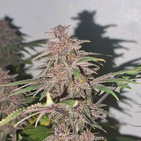  black  magic with unknown strains  growlog timeline photo