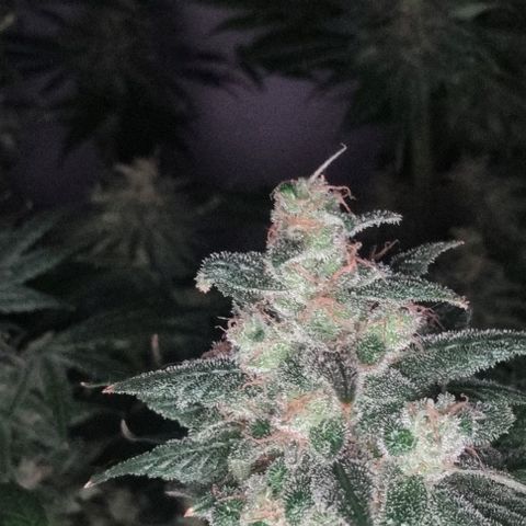  black  magic with unknown strains  growlog timeline photo
