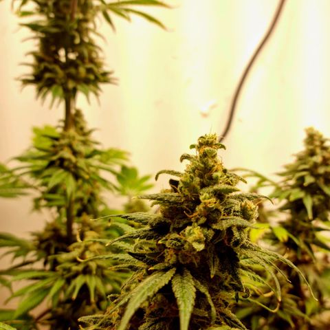  black  magic with unknown strains  growlog timeline photo