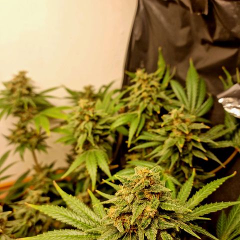  black  magic with unknown strains  growlog timeline photo