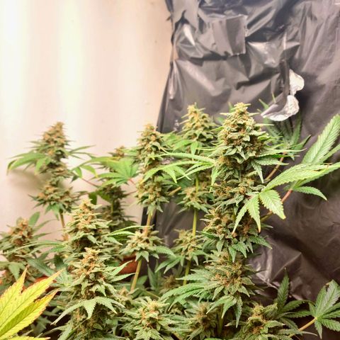  black  magic with unknown strains  growlog timeline photo