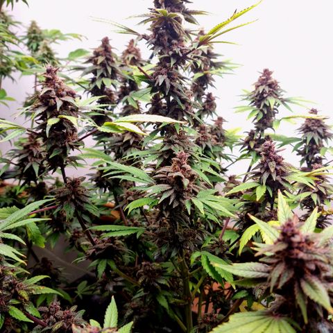  black  magic with unknown strains  growlog timeline photo