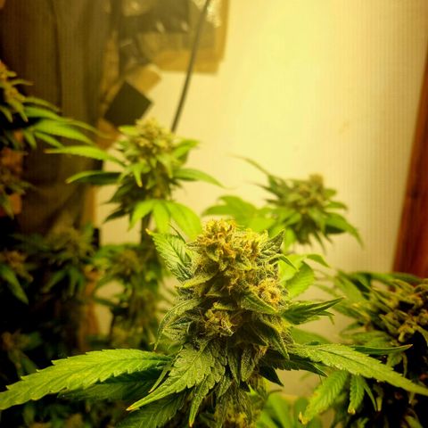  black  magic with unknown strains  growlog timeline photo