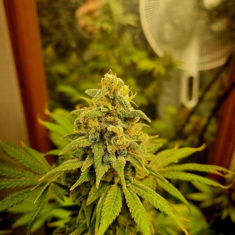 black  magic with unknown strains  growlog timeline photo