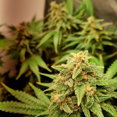  black  magic with unknown strains  growlog timeline photo