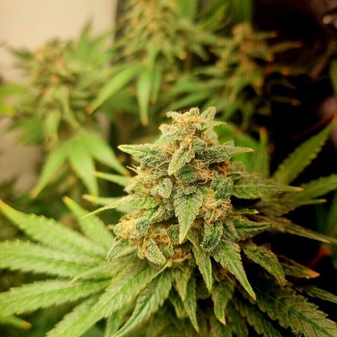  black  magic with unknown strains  growlog timeline photo