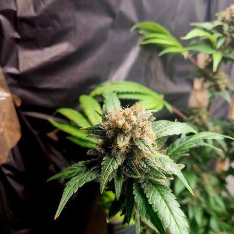  black  magic with unknown strains  growlog timeline photo