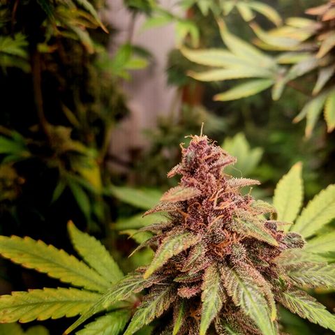  black  magic with unknown strains  growlog timeline photo