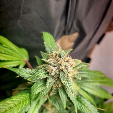  black  magic with unknown strains  growlog timeline photo