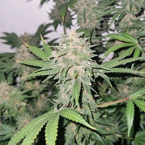  black  magic with unknown strains  growlog timeline photo