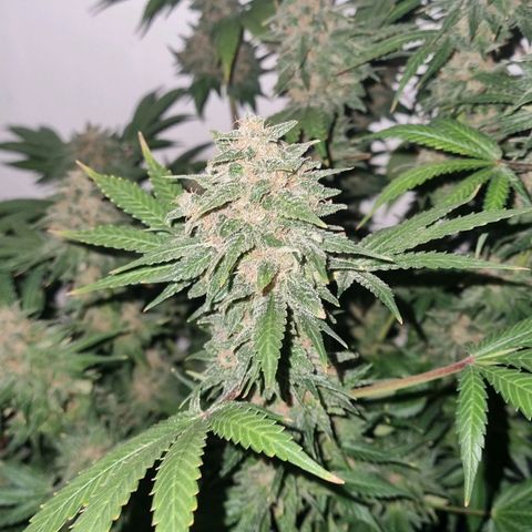  black  magic with unknown strains  growlog timeline photo
