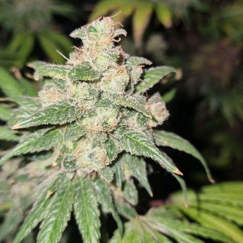  black  magic with unknown strains  growlog timeline photo