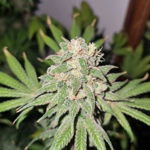  black  magic with unknown strains  growlog timeline photo