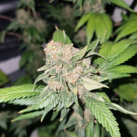  black  magic with unknown strains  growlog timeline photo