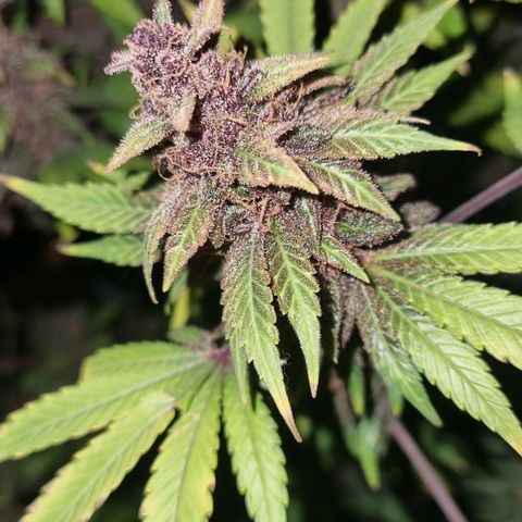  black  magic with unknown strains  growlog timeline photo