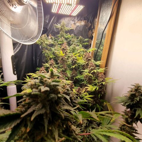  black  magic with unknown strains  growlog timeline photo