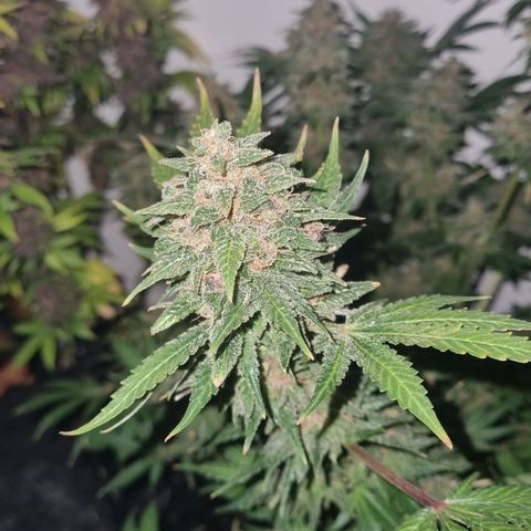  black  magic with unknown strains  growlog timeline photo