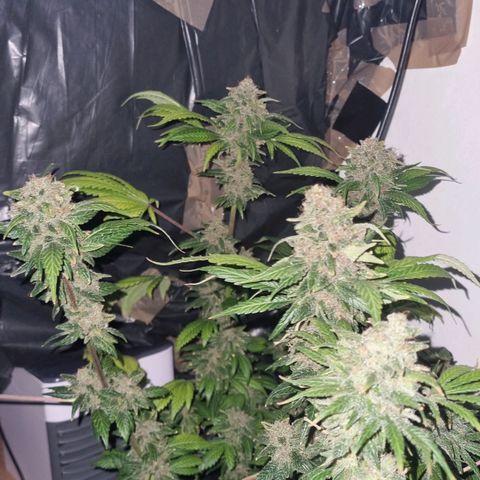  black  magic with unknown strains  growlog timeline photo