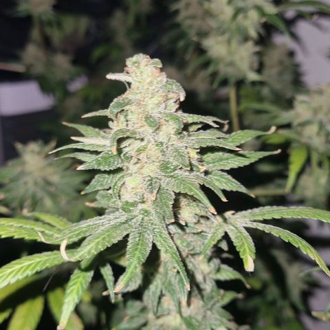  black  magic with unknown strains  growlog timeline photo