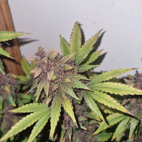  black  magic with unknown strains  growlog timeline photo