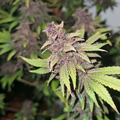  black  magic with unknown strains  growlog timeline photo