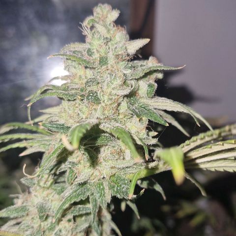  black  magic with unknown strains  growlog timeline photo