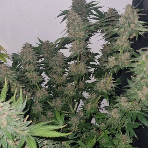  black  magic with unknown strains  growlog timeline photo