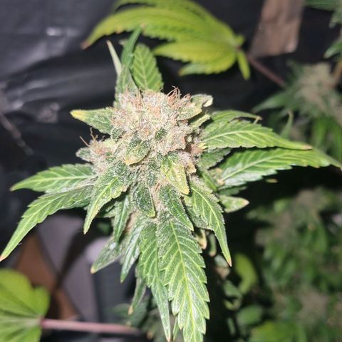  black  magic with unknown strains  growlog timeline photo