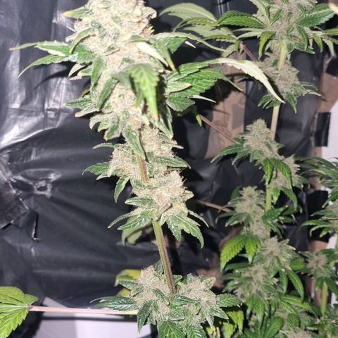  black  magic with unknown strains  growlog timeline photo