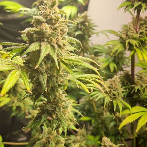  black  magic with unknown strains  growlog timeline photo