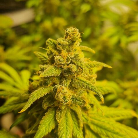  black  magic with unknown strains  growlog timeline photo