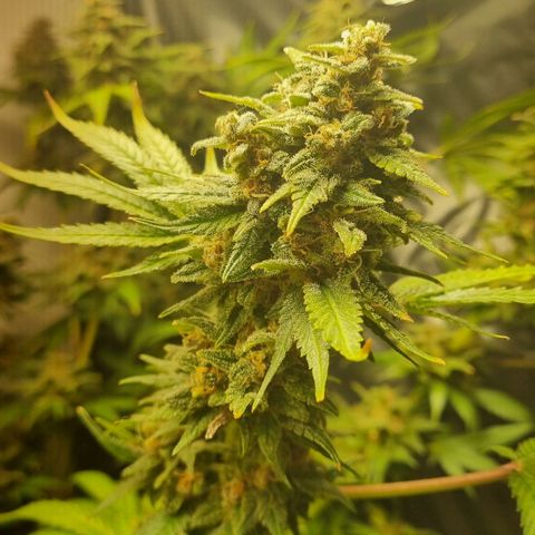  black  magic with unknown strains  growlog timeline photo